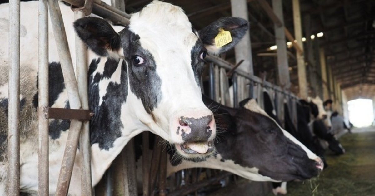 Πολωνία-άρρωστες αγελάδες: Σε ποιες χώρες της Ε.Ε. διοχετεύτηκε ύποπτο βοδινό κρέας