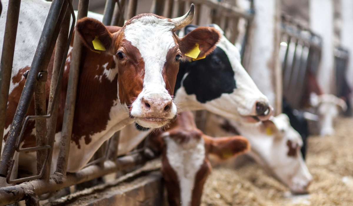 Πολωνία: Εντολή ελέγχων μετά το σάλο με τις άρρωστες αγελάδες που σφαγιάζονταν για να πουληθούν