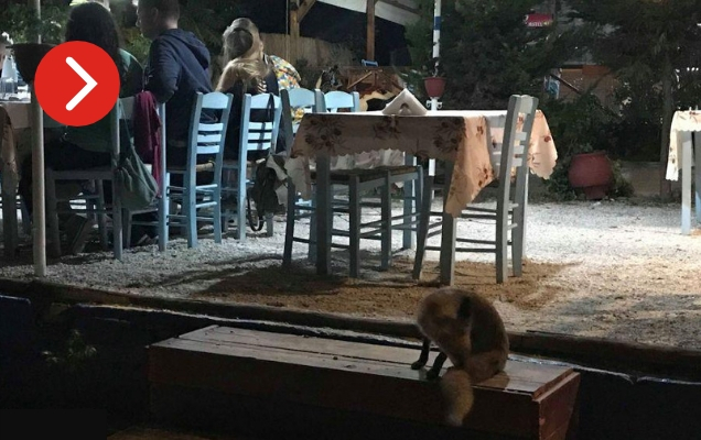 Απίστευτο: αλεπουδίτσα στη Χαλκιδική …γευματίζει σε ταβέρνα (βίντεο)