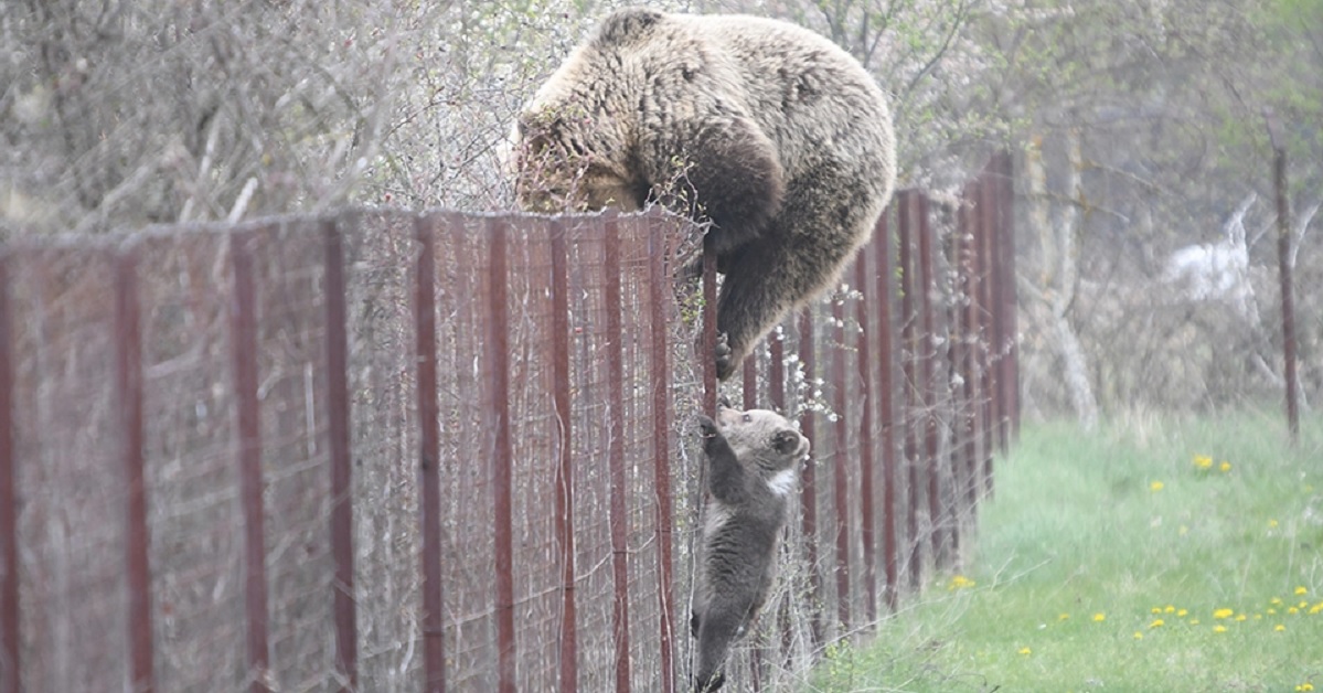 Καστοριά: Αρκούδα σκαρφαλώνει με το μωρό της σε φράχτη να «κλέψει» κεράσια (εικόνες)