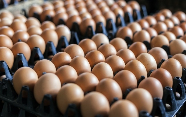 Προληπτική κατάσχεση αυγών στην Ιταλία λόγω Fipronil – Κανένα κρούσμα στην Ελλάδα