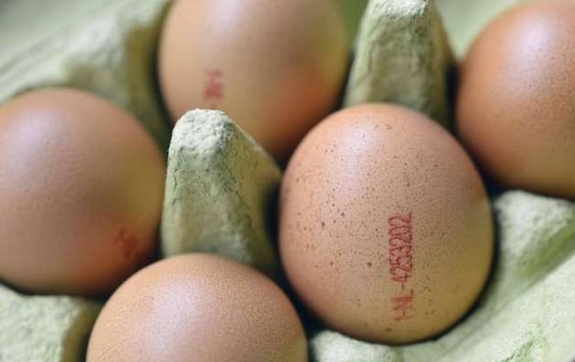 Αντιπρόεδρος ΕΦΕΤ για τα μολυσμένα αυγά: «Καμία εμπλοκή της χώρας μας μέχρι στιγμής»