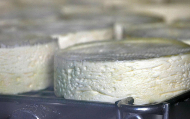 Ήρθε το τέλος του γαλλικού τυριού καμαμπέρ;