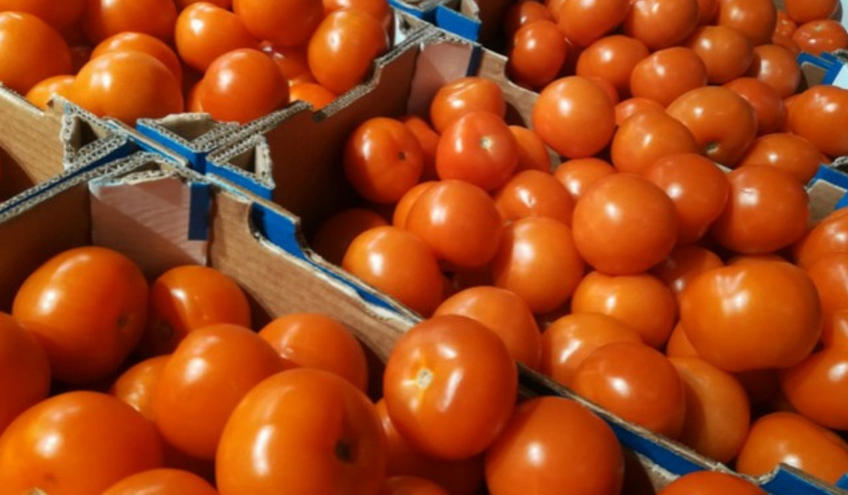 Η επιστήμη υπόσχεται ντομάτες πιο …ντοματένιες