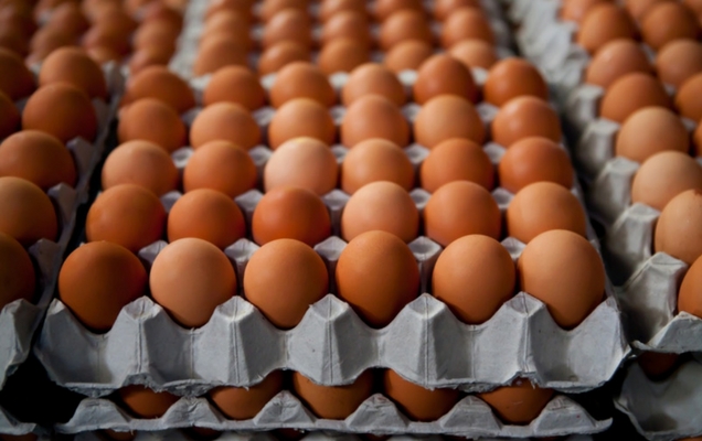 Βρέθηκαν κατά λάθος με 13.500 παραπανίσια αυγά!