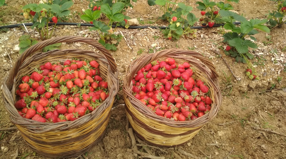 Βουνίσιες φράουλες χωρίς φυτοφάρμακα χάρις τα μανιτάρια!