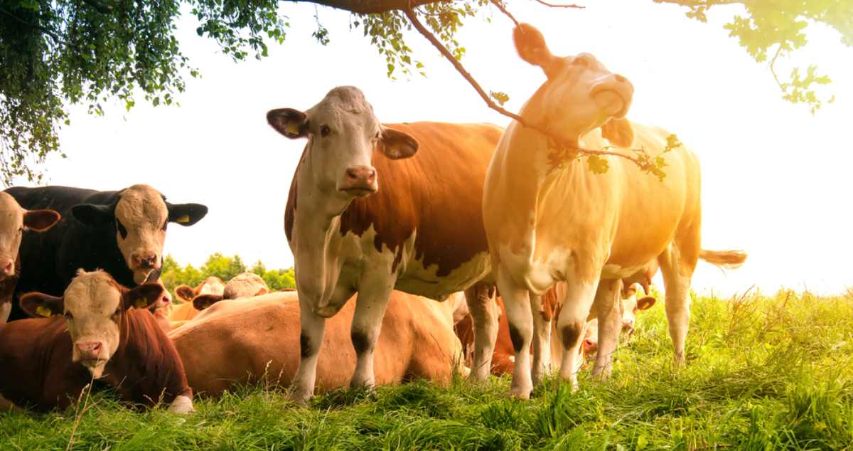 Προκήρυξη για τη Βιολογική Κτηνοτροφία –  Πότε ξεκινούν οι αιτήσεις ένταξης