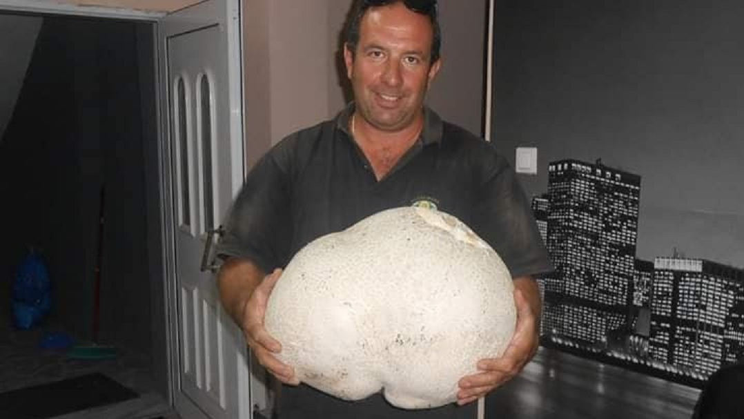 Γρεβενά: Βρήκε μανιτάρι-γίγαντα 11 κιλών στην κυριακάτικη βόλτα του
