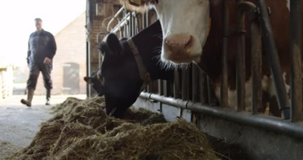 Τουαλέτες για… αγελάδες λανσάρει Ολλανδός επιχειρηματίας