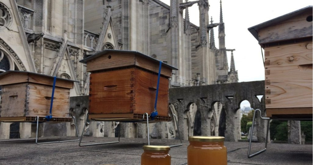Γλίτωσαν απ’ τη φωτιά οι χιλιάδες μέλισσες της Παναγίας των Παρισίων