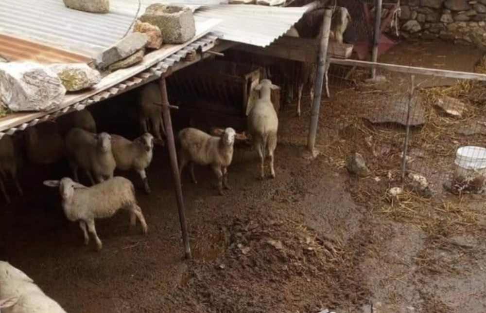 Φυλάκιση έξι μηνών σε κτηνοτρόφο της Κερατέας – Σε άθλιες συνθήκες τα ζώα