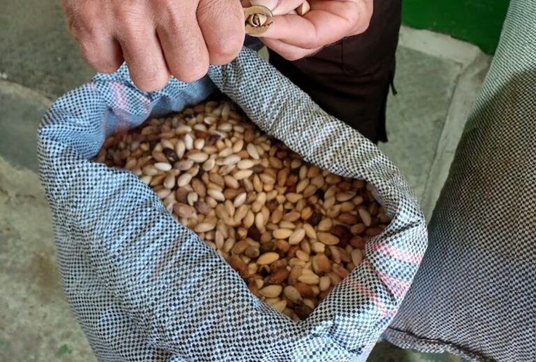 Τι κάνει το φιστίκι Μεγάρων τόσο ΠΟΠ; Μια επίσκεψη στις ρίζες της γεύσης