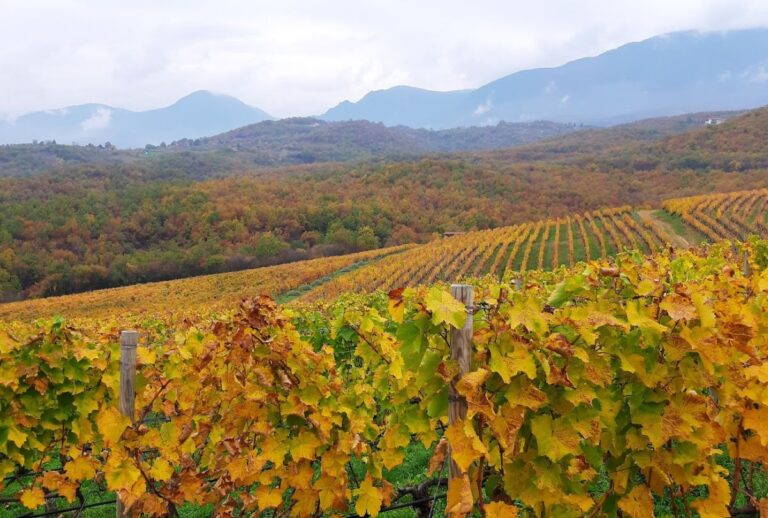 Παγκόσμια Ημέρα Οινοτουρισμού – Δρόμοι του Κρασιού της Βορείου Ελλάδος