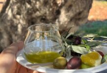 Διεθνές ραντεβού στη Λέσβο με ελιά και ελαιόλαδο στο επίκεντρο