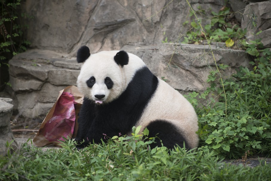 panda-pregnancy